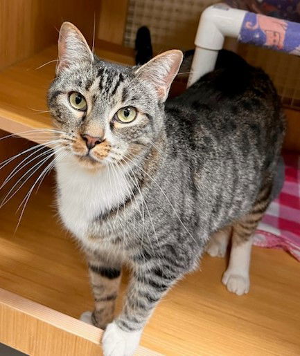 Calvin Mac, an adoptable Tabby in Plano, TX, 75026 | Photo Image 1