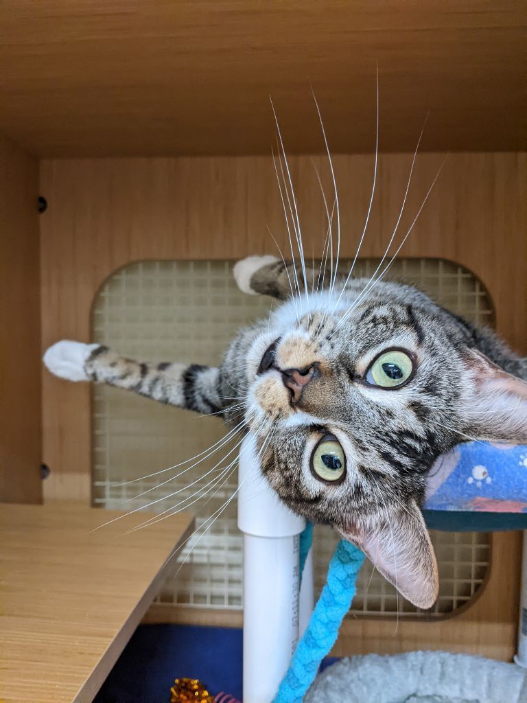 Calvin Mac, an adoptable Tabby in Plano, TX, 75026 | Photo Image 1