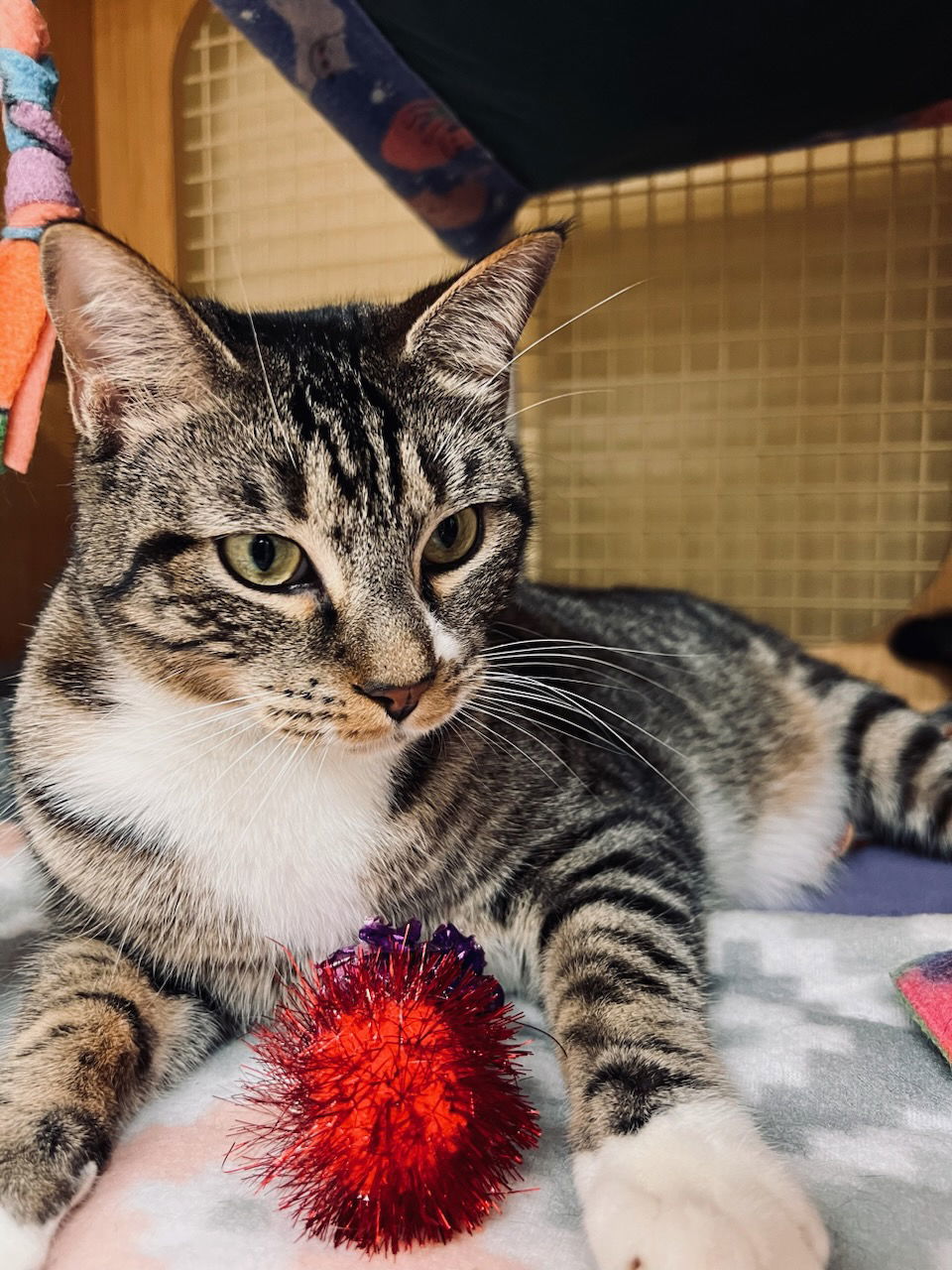 Calvin Mac, an adoptable Tabby in Plano, TX, 75026 | Photo Image 3