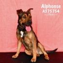 ALPHONSE's profile on Petfinder.com
