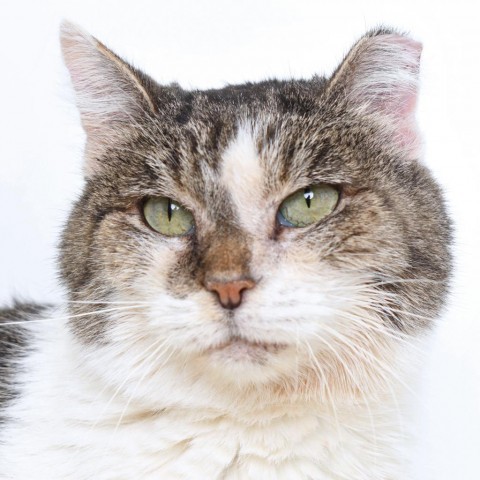 Dilly, an adoptable Domestic Short Hair in Springfield, IL, 62702 | Photo Image 1