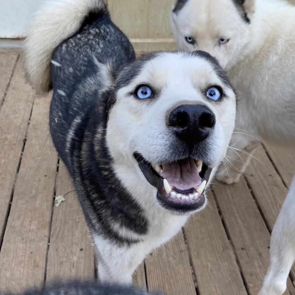 Zues, an adoptable Husky in Eufaula, OK, 74432 | Photo Image 1