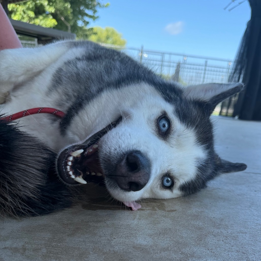 Zues, an adoptable Husky in Eufaula, OK, 74432 | Photo Image 1