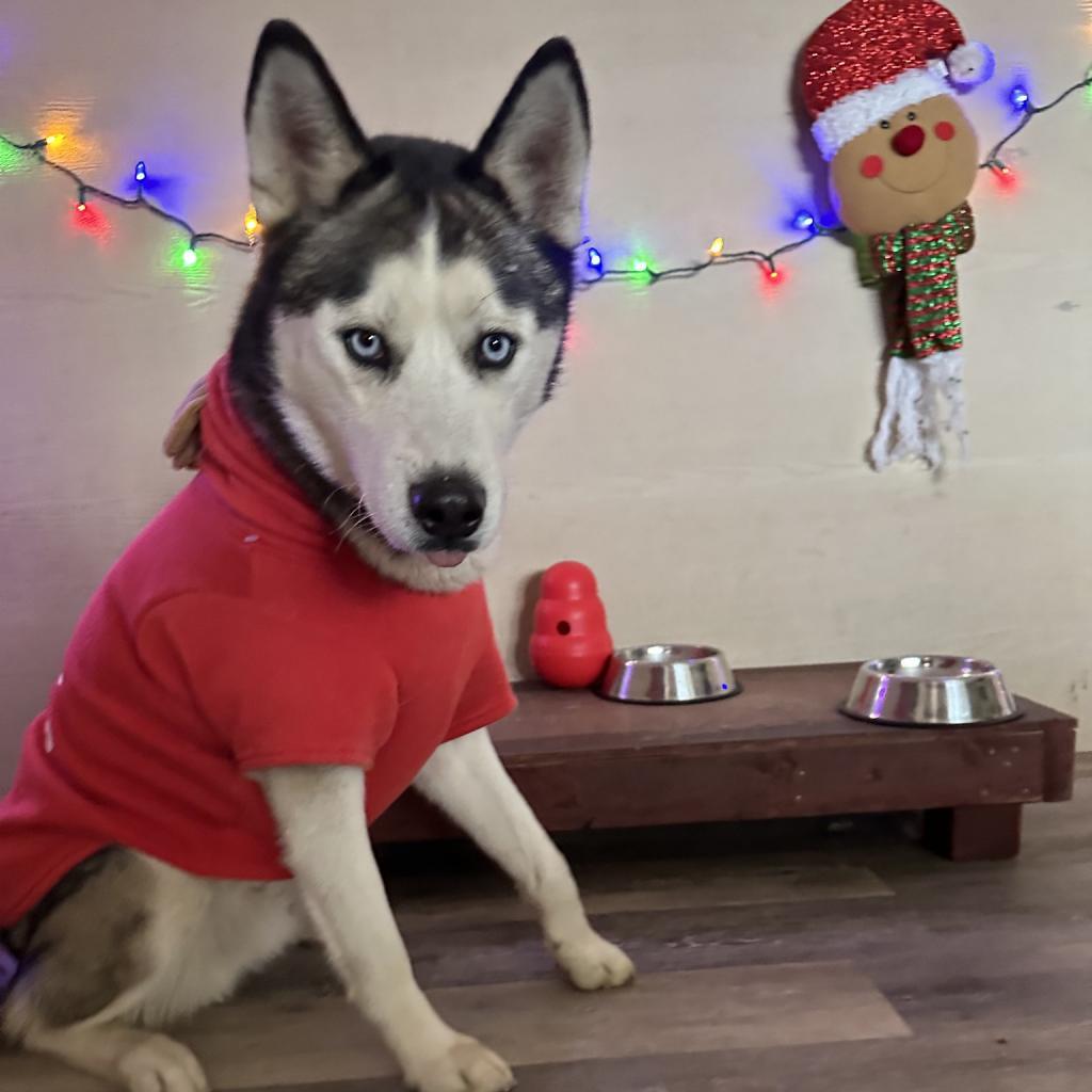 Zues, an adoptable Husky in Eufaula, OK, 74432 | Photo Image 3