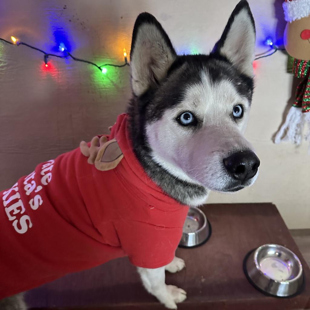 Zues, an adoptable Husky in Eufaula, OK, 74432 | Photo Image 4