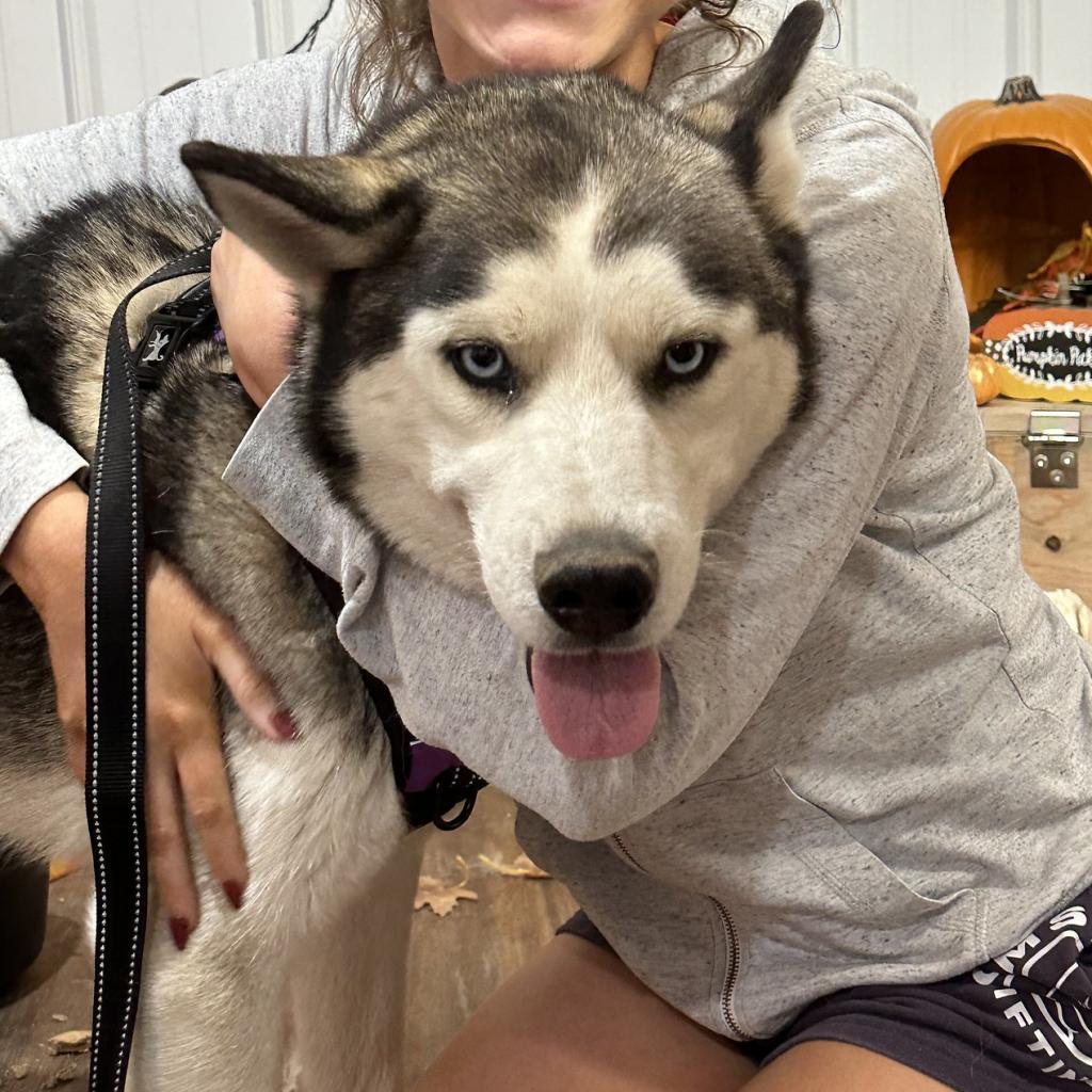 Zues, an adoptable Husky in Eufaula, OK, 74432 | Photo Image 5