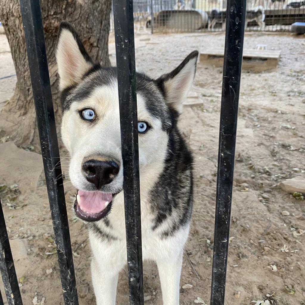 Zues, an adoptable Husky in Eufaula, OK, 74432 | Photo Image 6