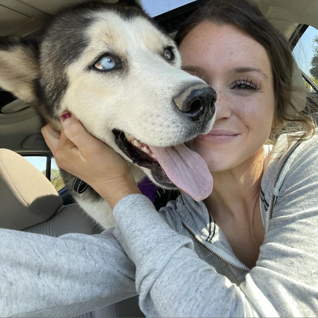 Zues, an adoptable Husky in Eufaula, OK, 74432 | Photo Image 6