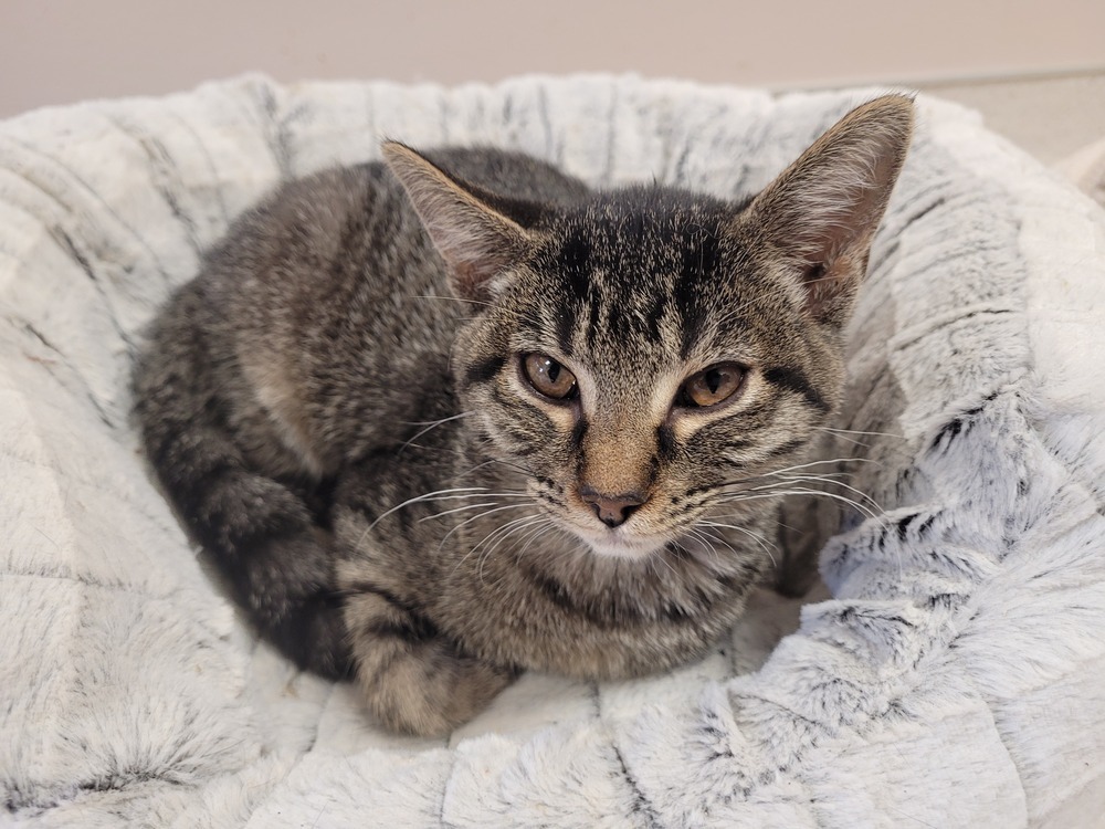 Bella Donna (HOM), an adoptable Domestic Short Hair in San Angelo, TX, 76905 | Photo Image 1