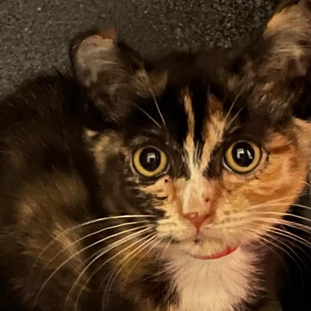 Mandy, an adoptable Calico, Domestic Medium Hair in San Jose, CA, 95112 | Photo Image 1