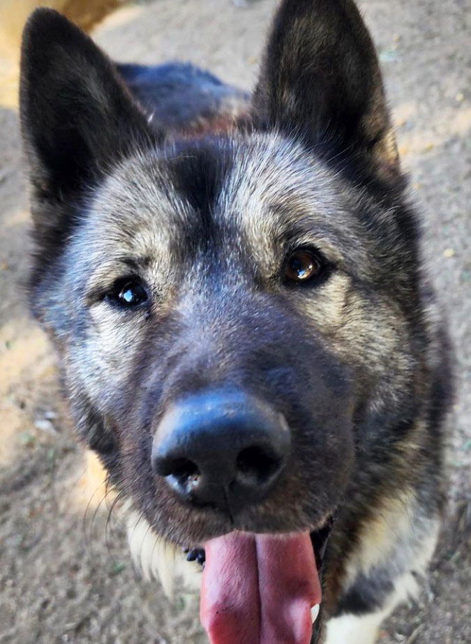 Okami, an adoptable Akita in Romoland, CA, 92585 | Photo Image 1