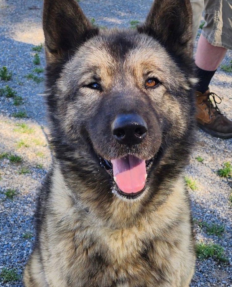 Okami, an adoptable Akita in Romoland, CA, 92585 | Photo Image 2