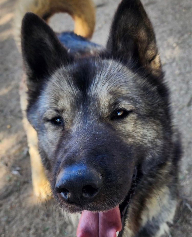 Okami, an adoptable Akita in Romoland, CA, 92585 | Photo Image 3