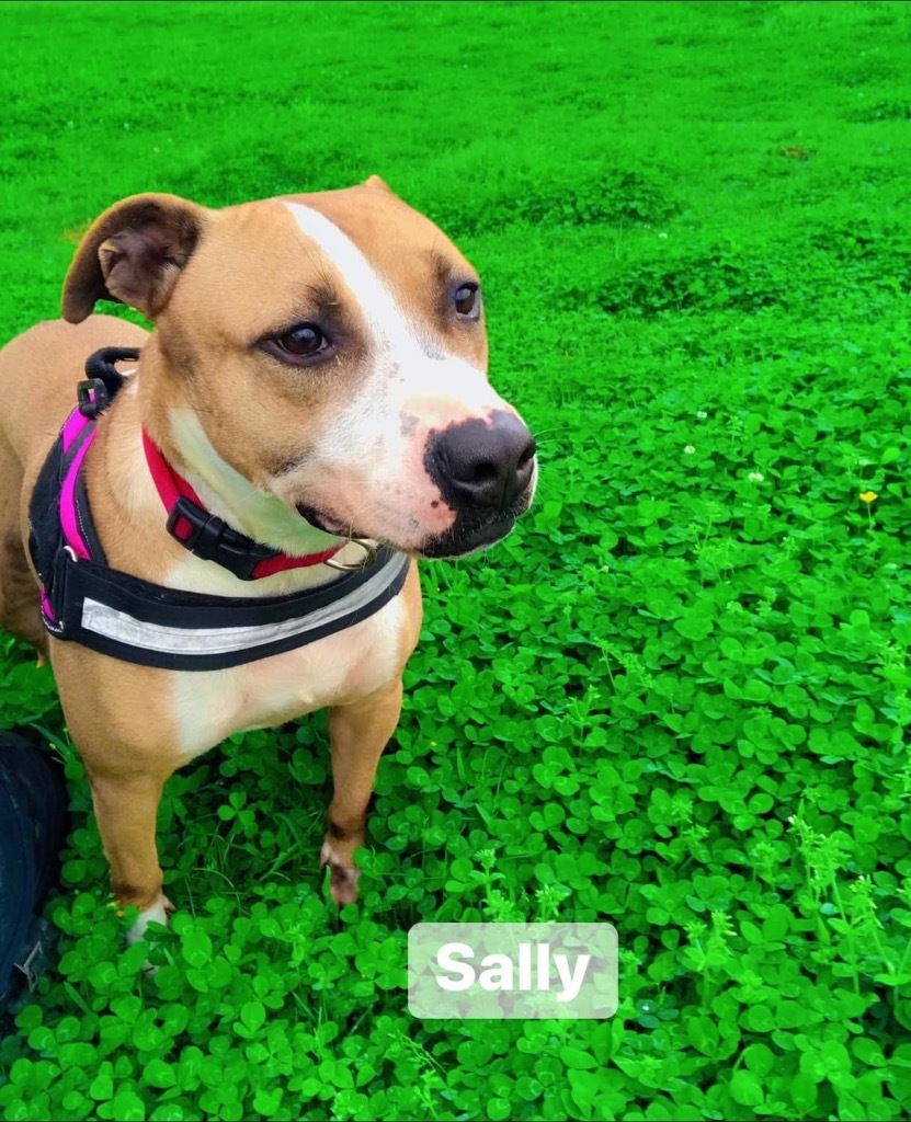 Sally, an adoptable Hound, Mixed Breed in Saint Francisville, LA, 70775 | Photo Image 1