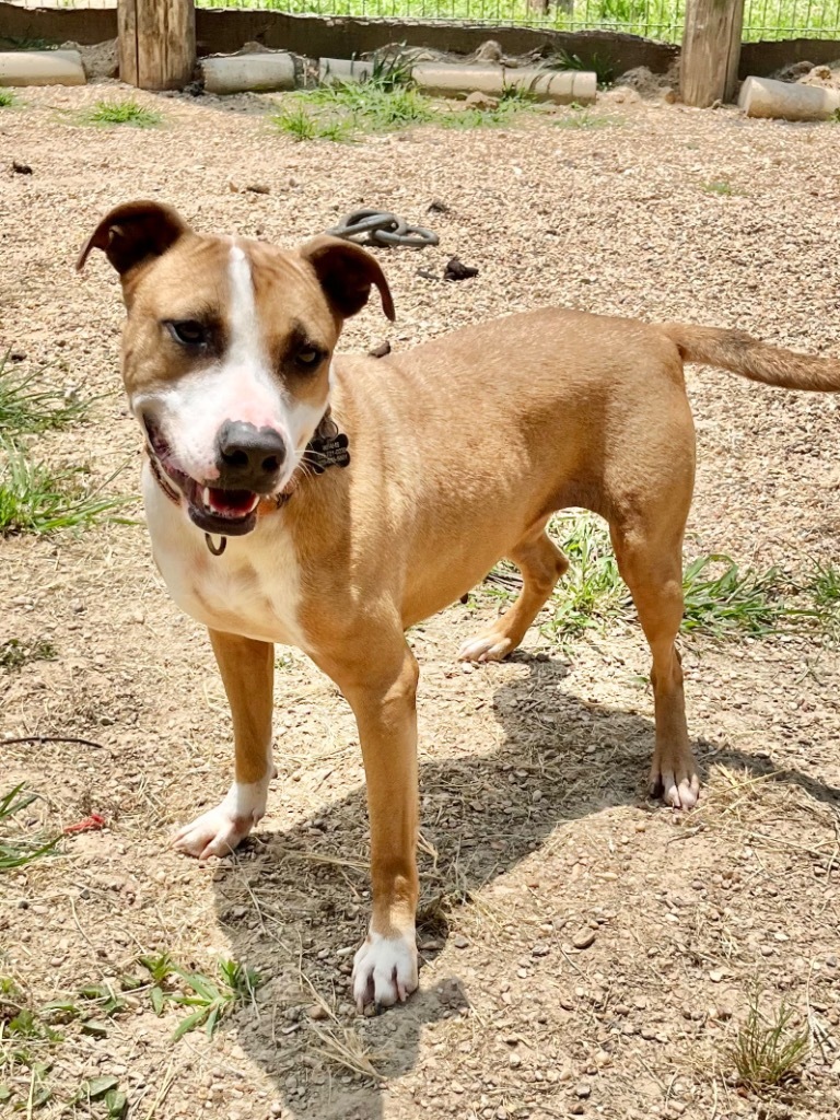 Sally, an adoptable Hound, Mixed Breed in Saint Francisville, LA, 70775 | Photo Image 2