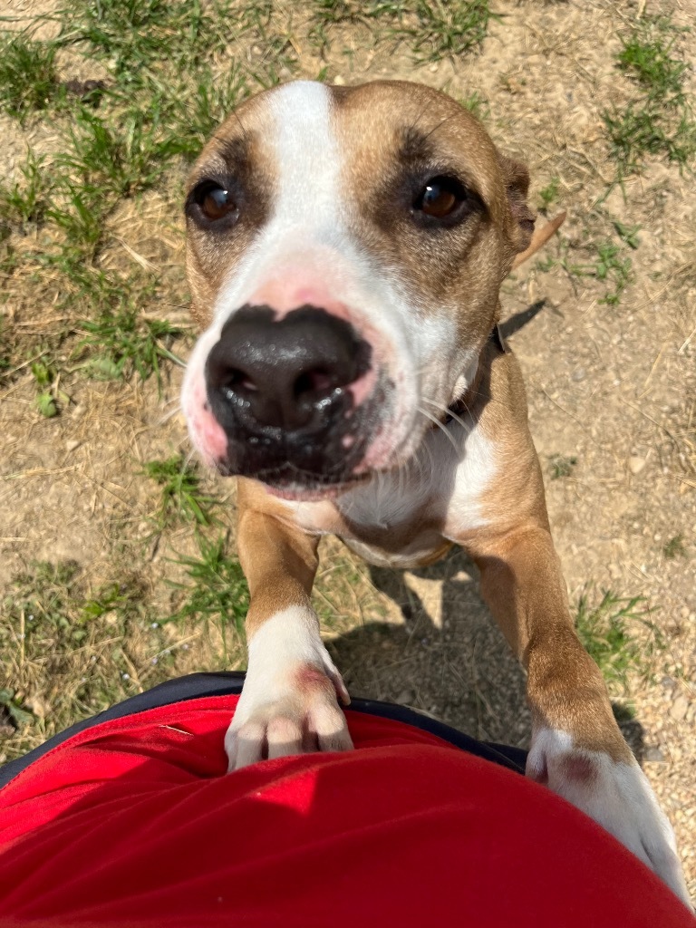 Sally, an adoptable Hound, Mixed Breed in Saint Francisville, LA, 70775 | Photo Image 3