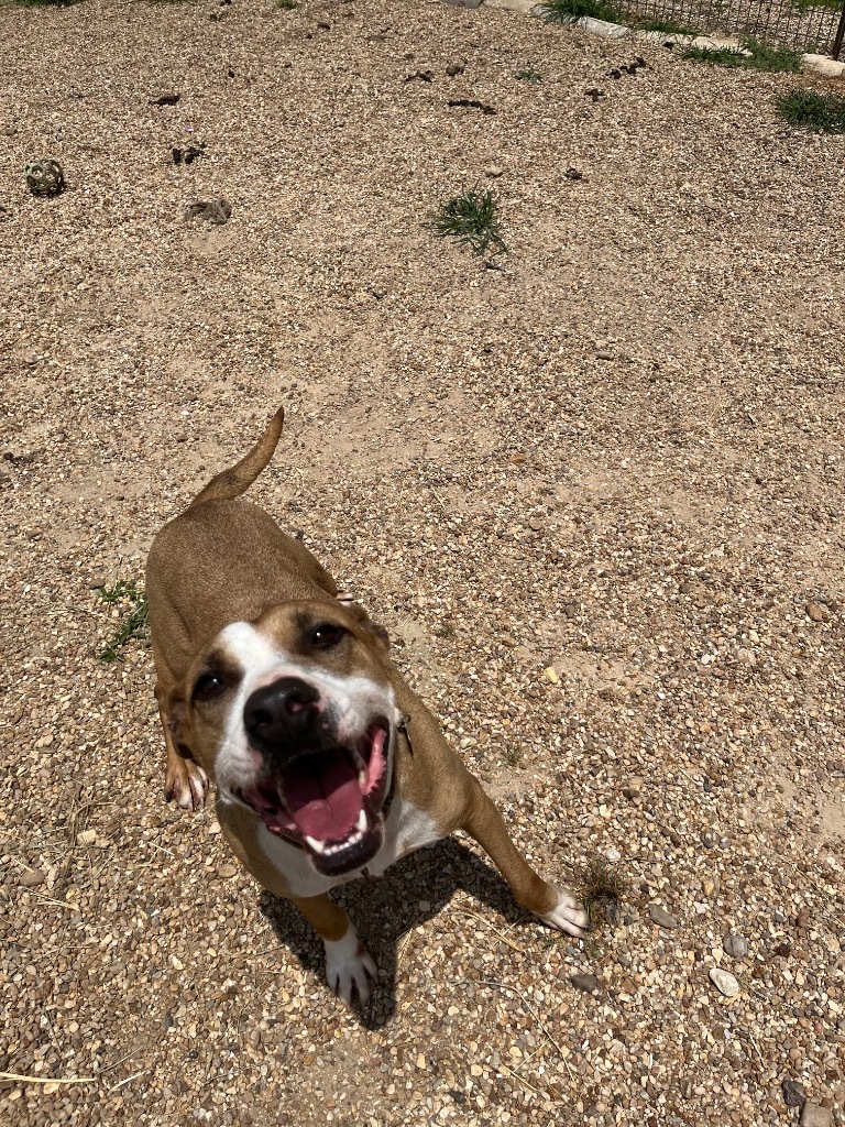 Sally, an adoptable Hound, Mixed Breed in Saint Francisville, LA, 70775 | Photo Image 4