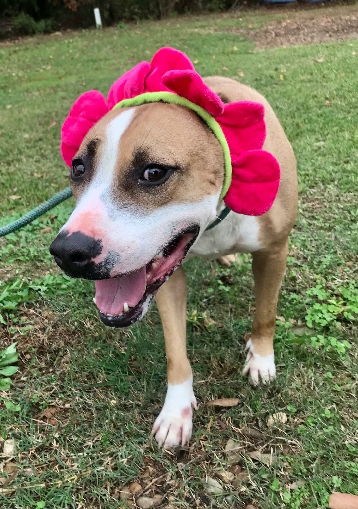 Sally, an adoptable Hound, Mixed Breed in Saint Francisville, LA, 70775 | Photo Image 5