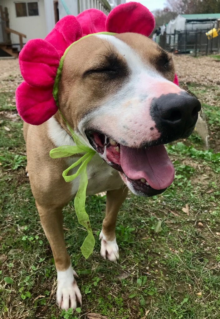 Sally, an adoptable Hound, Mixed Breed in Saint Francisville, LA, 70775 | Photo Image 6