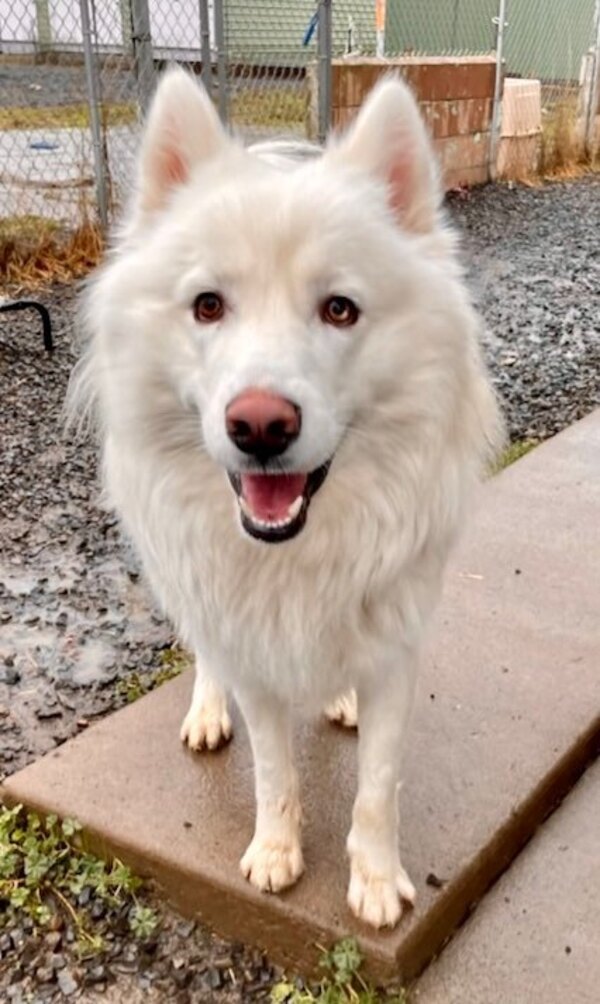 Tonka, an adoptable Samoyed & Siberian Husky Mix in McMinnville, OR_image-1