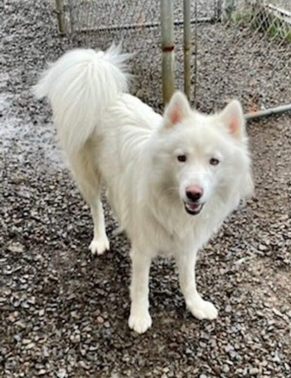 Tonka, an adoptable Samoyed & Siberian Husky Mix in McMinnville, OR_image-2