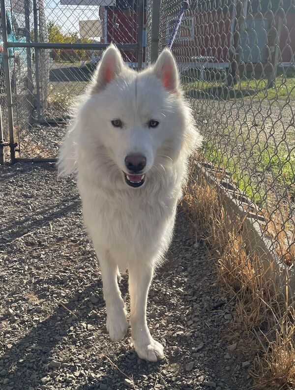 samoyed husky mix