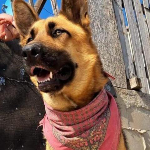 Ringo, an adoptable German Shepherd Dog in San Diego, CA_image-3