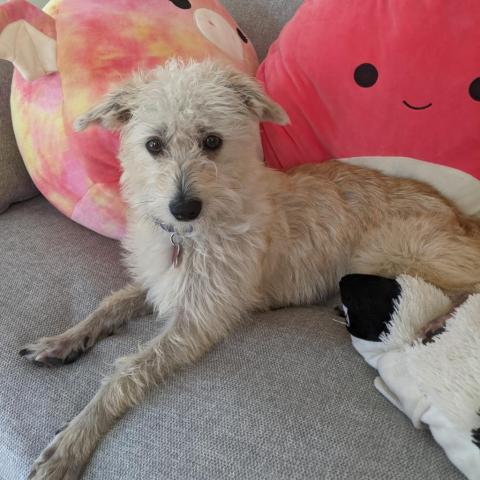 Max, an adoptable Terrier & Poodle Mix in San Diego, CA_image-4