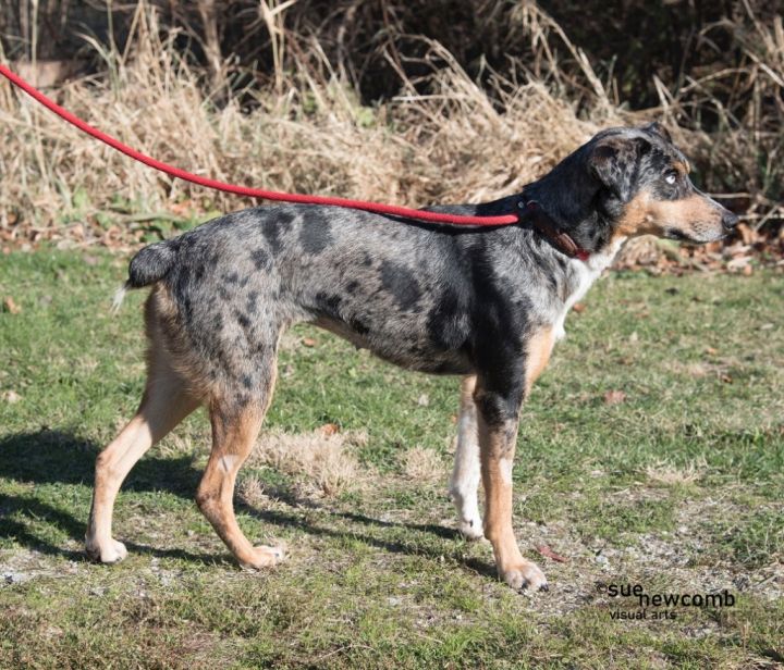 Azalea, an adoptable Australian Cattle Dog / Blue Heeler Mix in Shorewood, IL_image-2