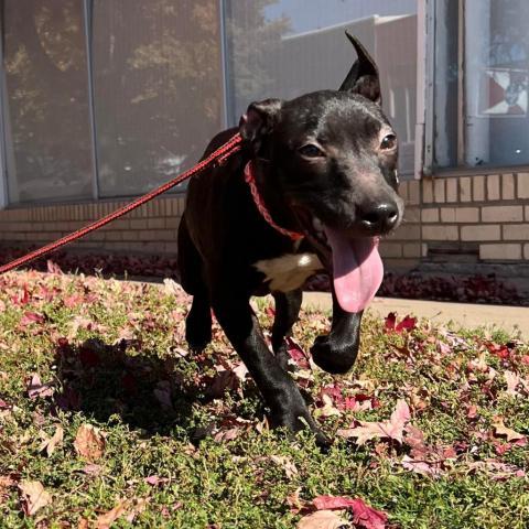 Moksha, an adoptable Pit Bull Terrier in Wichita, KS, 67278 | Photo Image 1