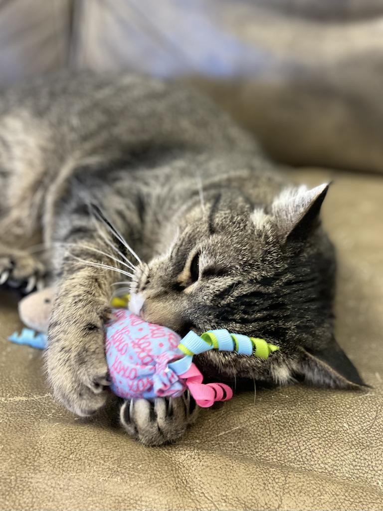 Opal (aka Opie), an adoptable Domestic Short Hair in Heber City, UT, 84032 | Photo Image 1