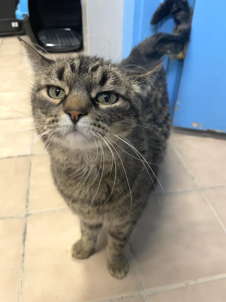 Opal (aka Opie), an adoptable Domestic Short Hair in Heber City, UT, 84032 | Photo Image 3