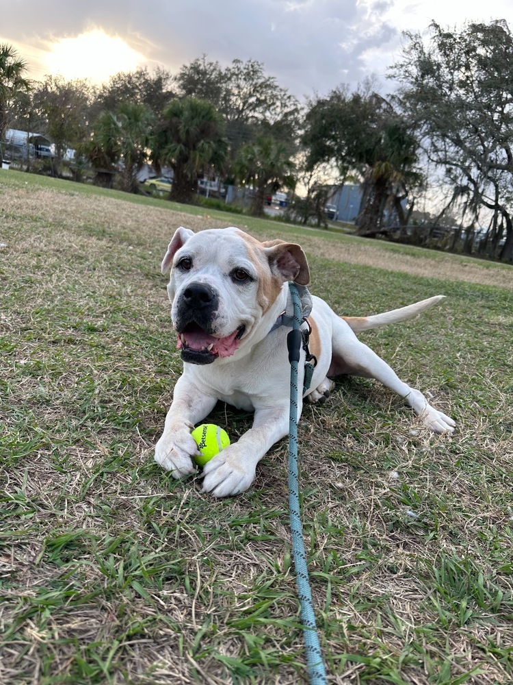 Elfie, an adoptable Mixed Breed in Lakeland, FL, 33813 | Photo Image 4