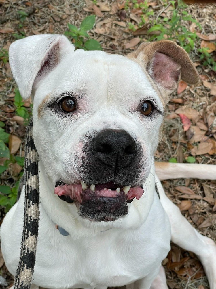 Elfie, an adoptable Mixed Breed in Lakeland, FL, 33813 | Photo Image 4