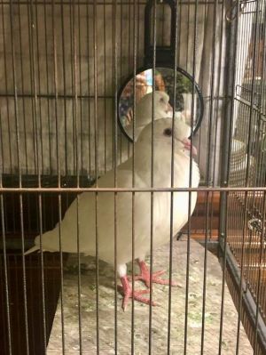 Sweetie is a gentle King pigeon hen who was found lost and alone in a San Jose n
