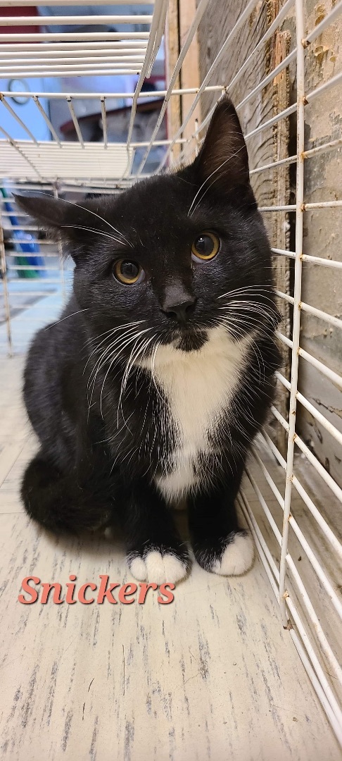 Snickers, an adoptable Domestic Short Hair, Tuxedo in Humboldt , SK, S0K 2A0 | Photo Image 1