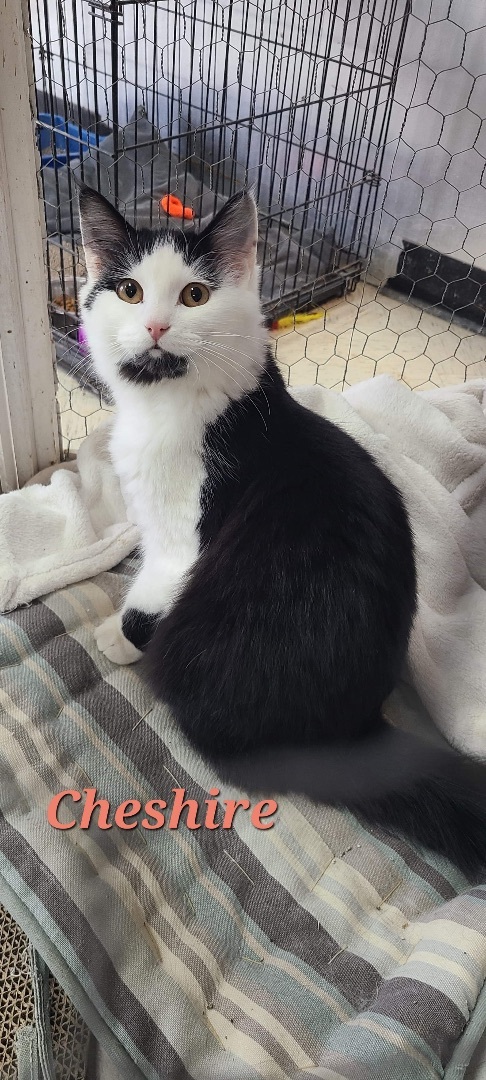 Cat for adoption - Cheshire, a Domestic Short Hair Mix in Humboldt , SK |  Petfinder