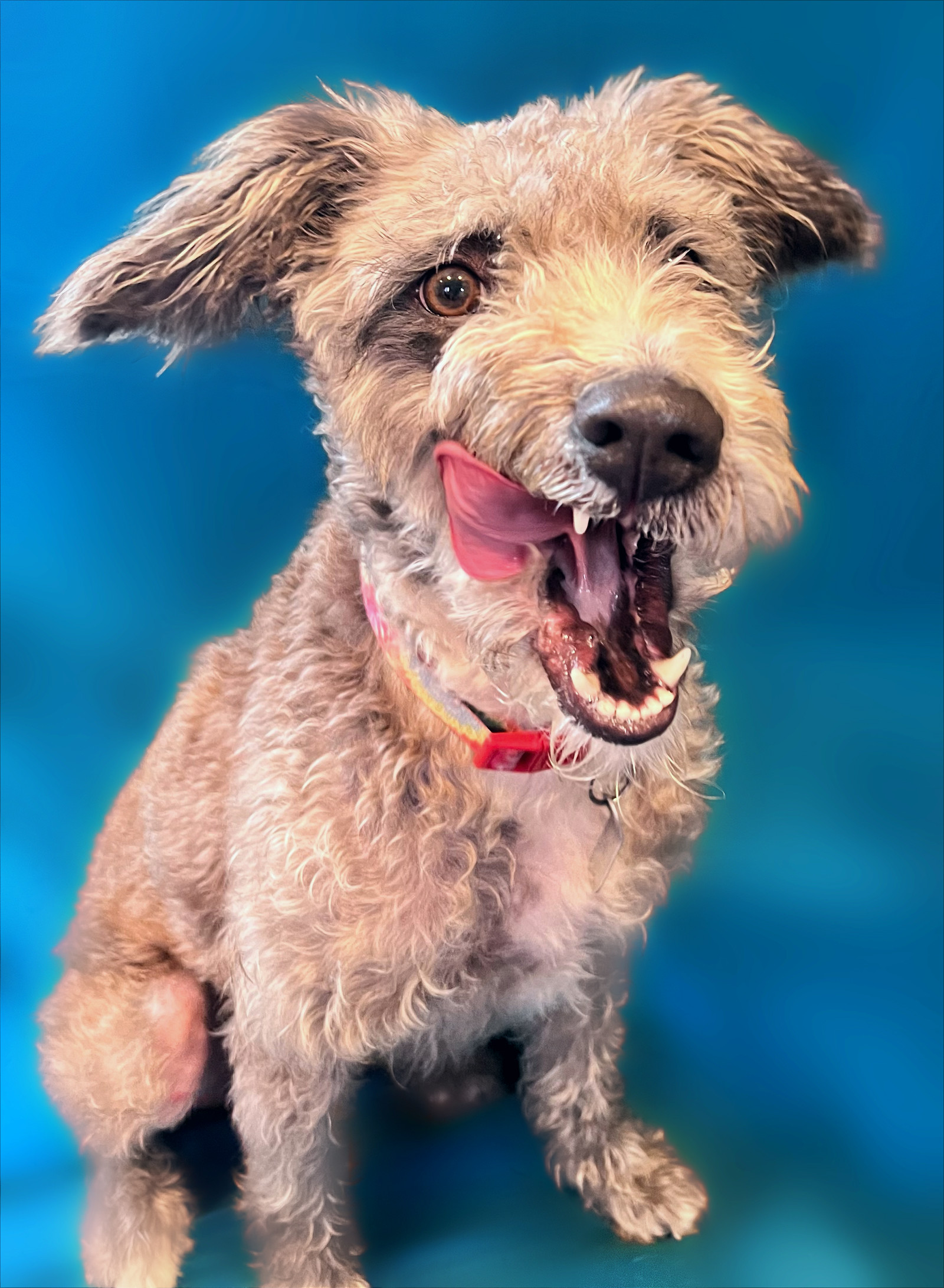 Chance Oct 22, an adoptable Poodle, Terrier in Pacolet, SC, 29372 | Photo Image 3