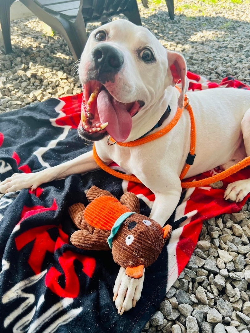 Bleu II, an adoptable Mixed Breed in North Syracuse, NY, 13212 | Photo Image 1