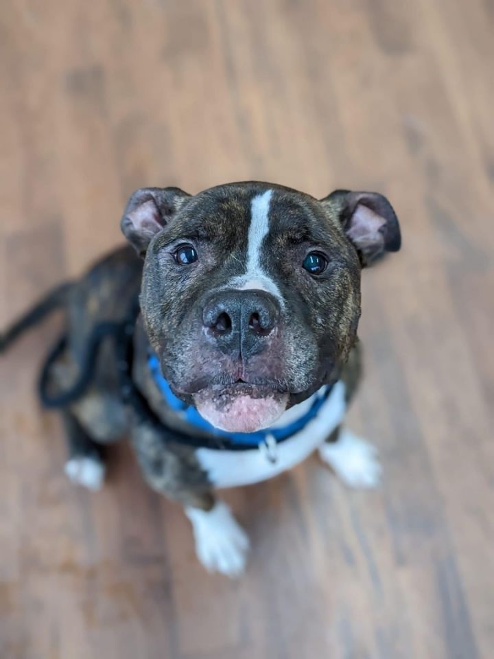 dog-for-adoption-roman-a-mixed-breed-in-north-syracuse-ny-petfinder