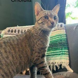 Photo of Cholula