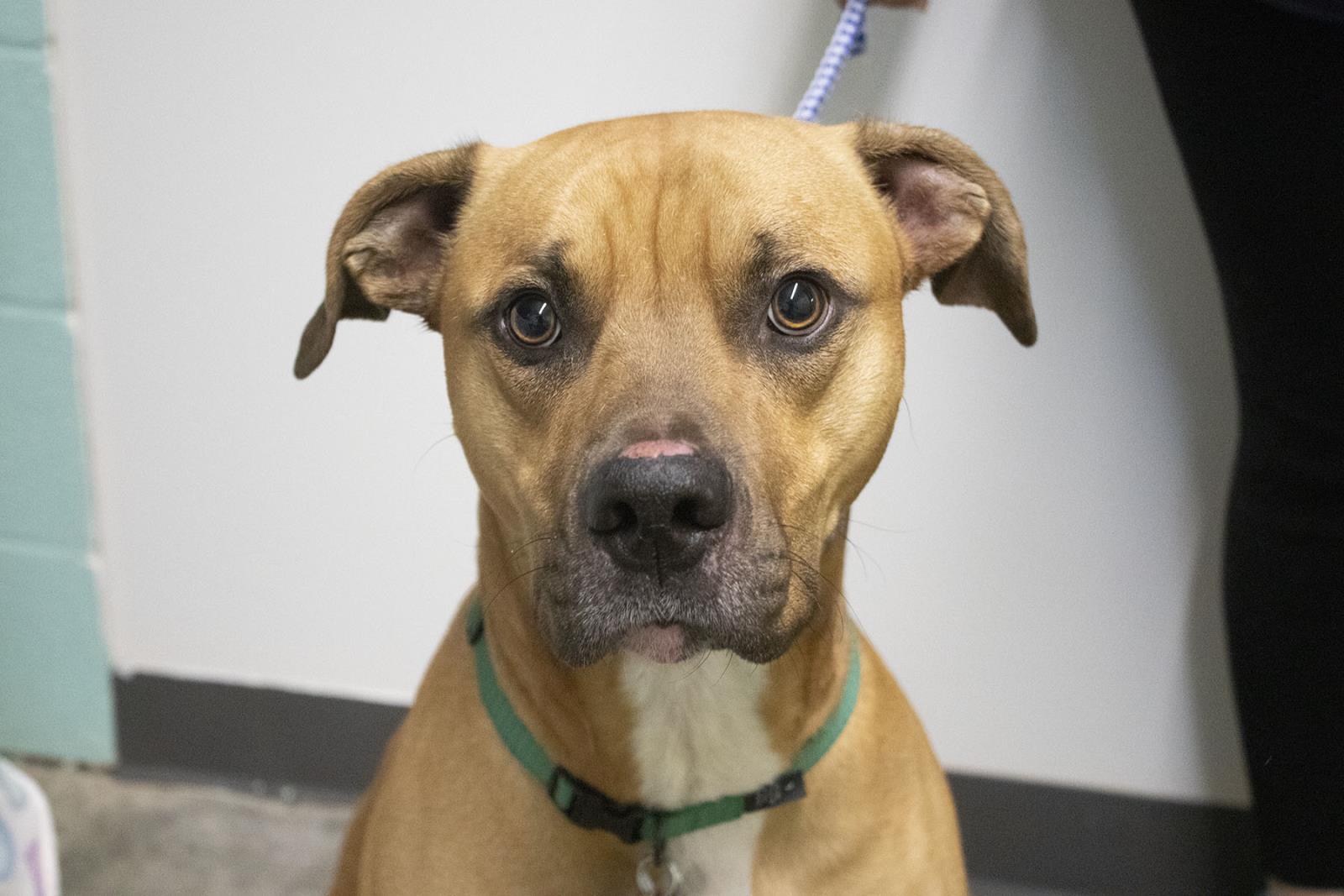 Dog for adoption Winston (Wolfy), a Pit Bull Terrier Mix in Mountain