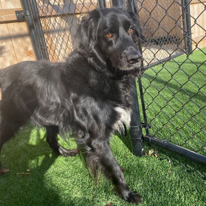 Cezar, an adoptable Flat-Coated Retriever Mix in Naperville, IL_image-2