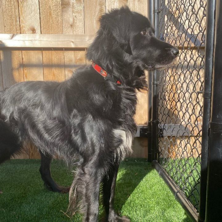 Cezar, an adoptable Flat-Coated Retriever Mix in Naperville, IL_image-3