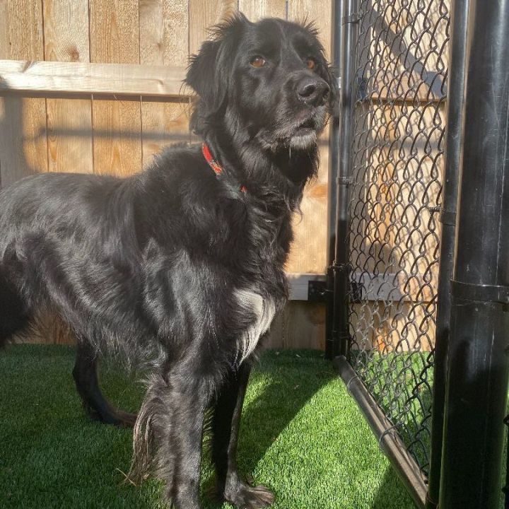Cezar, an adopted Flat-Coated Retriever Mix in Naperville, IL_image-4