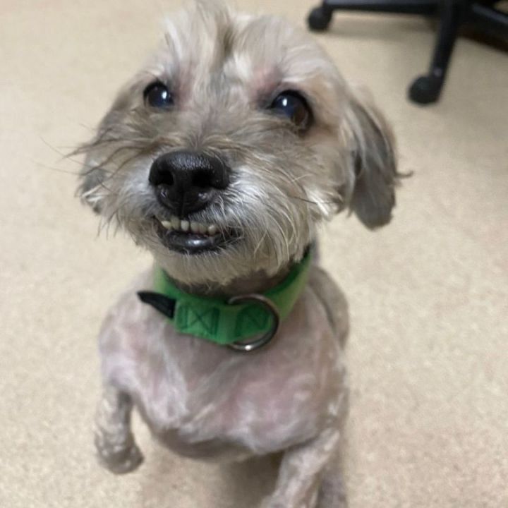 Dilbert, an adoptable Lhasa Apso Mix in Naperville, IL_image-2