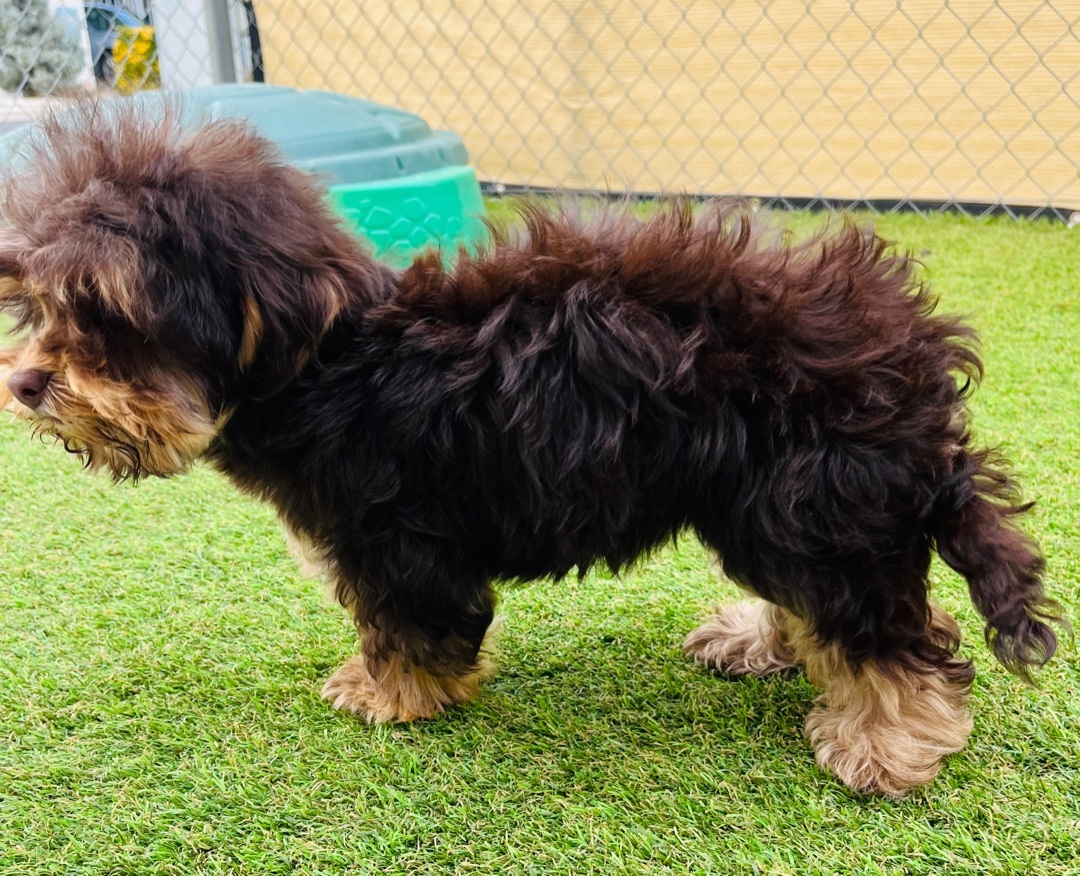 Sally, an adoptable Yorkshire Terrier, Poodle in Victorville, CA, 92395 | Photo Image 2