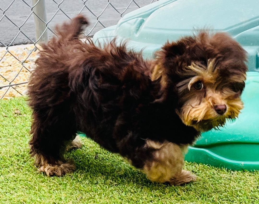 Sally, an adoptable Yorkshire Terrier, Poodle in Victorville, CA, 92395 | Photo Image 1