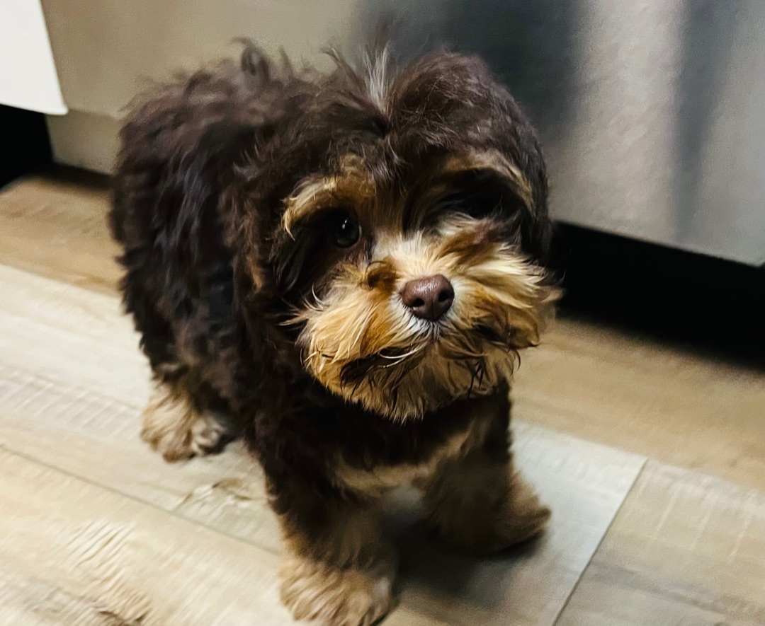 Sally, an adoptable Yorkshire Terrier, Poodle in Victorville, CA, 92395 | Photo Image 3