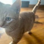 Jefferson , an adoptable Domestic Short Hair Mix in Springfield, MO_image-2